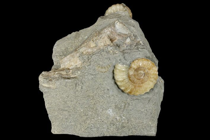 Two Fossil Ammonites (Promicroceras) - Lyme Regis #166649